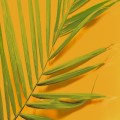 Palm Sunday Holy Communion (Live Streamed) and blessing of the Palms